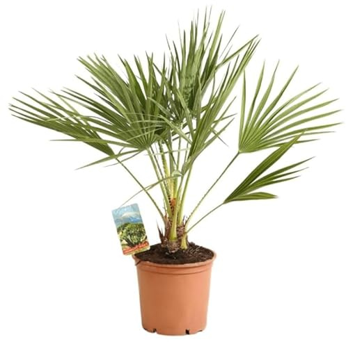 Palmier Nain Chamaerops Humilis 60/70 cm Pot 3l - Plante En Pot - Floraison Mai à Juin Exposition - Hauteur 60/70 Cm - Exposition Soleil Sol