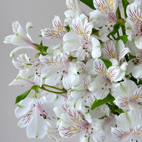 semillas de alstroemeria - interior variedades antiguas jardín decorativas balcón 30pcs
