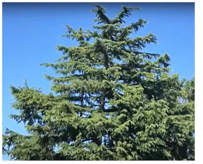 Stk - 10x Cedrus deodara Konifere Himalaya Zeder Baum Pflanzen - Samen B862 - Seeds & Plants Shop by Ipsa