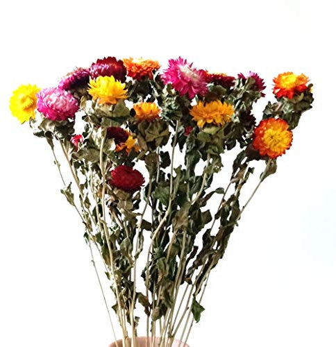 Bouquet de Fleurs séchées - Fleur Immortelle séchée - Hélichrysum séché