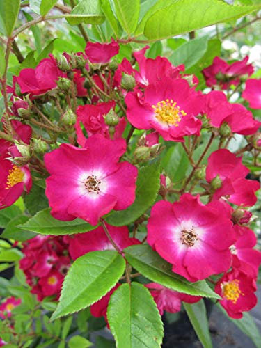 Rosa Violetta® - Kletterrose Violetta®