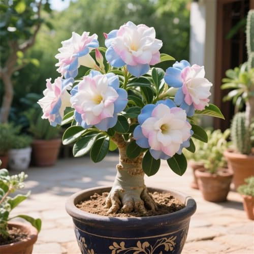 La rosa del desierto florece fácilmente durante toda la temporada sin necesidad de mantenimiento-1tubérculos-J