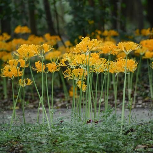 comprar bulbos de sangre, balcón lirio araña, variedades antiguas jardín rocas resistentes para jardín exóticas en balcón 5pcs
