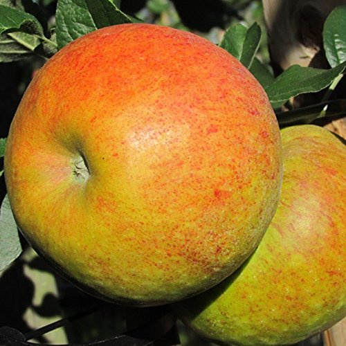 Pinova, süßer aromatischer Winterapfel Halbstamm, robust ca. 150-170 cm Veredelungsunterlage MM111
