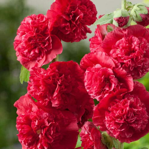 20 Seeds of Chater's Scarlet Red Hollyhock