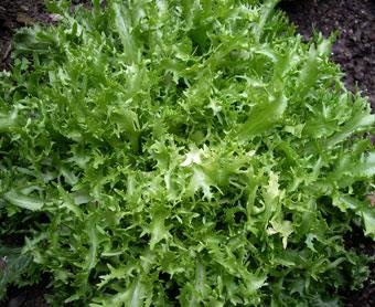 Endive Frisee 50 Seeds