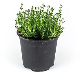 Tomillo Natural Planta de Exterior Fácil de Mantener