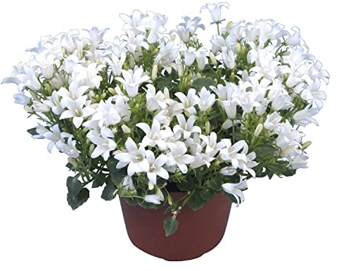 Campanilla o Campánula Natural con Flores BLANCAS