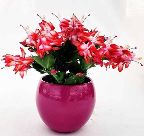 POWERS TO FLOWERS ROSSA IN VASO CERAMICA FUCSIA SFERICO, Vaso 14cm, Natalina, Pasqualina, Rhipsalis, piante vere