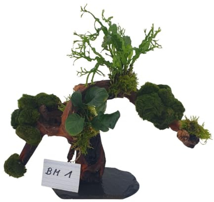 SAHAWA Aqua Bonsai – Garnelenbaum bepflanzt mit echten Wasserpflanzen, Mopani, Mangrove auf Schieferplatte, Naturgetreues Aquascaping-Deko-Set, inklusive 2 Mooskugeln (Wurzelbäumchen BM 1)