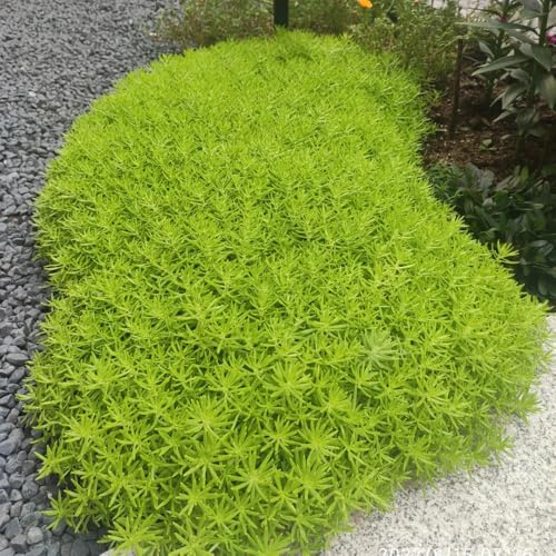 Semillas de Sedum Lineare, semillas de silvestres regalos para jardineros raras semillas de jardín de rocas semillas de techo verde 800pcs