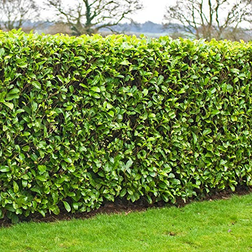 Piante di Alloro Ciliegio - Siepi Veloci in Vaso o Contenitore, Siepe di Privacy Sempreverde, Arbusti di Prunus Rotundifolia, Pianta a Basso Mantenimento per la Schermatura del Giardino