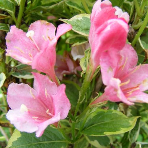 Weigela 'Kosteriana Variegata' Pink Tubular Flowers Variegated Green and Yellow Foliage Cottage Garden Shrub Easy to Grow 1X 2X 3X 1 Litre Pots by Thompson and Morgan