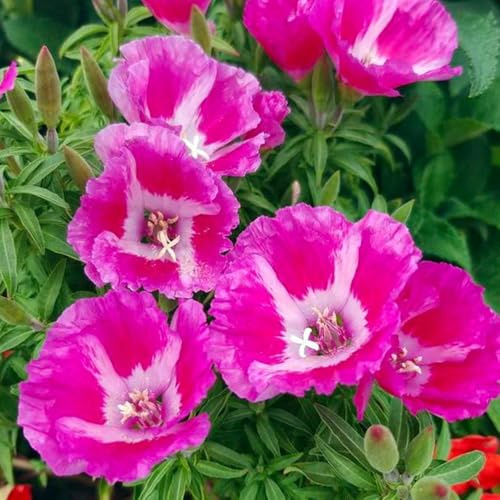 semillas de azalea de verano cubierta perenne resistente azalea verano jardín, para lugares soleados resistentes al aire libre 30pcs