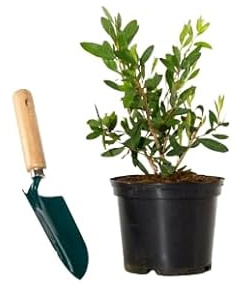Callistemon Arbusto Natural de Exterior con Follaje Verde Brillante