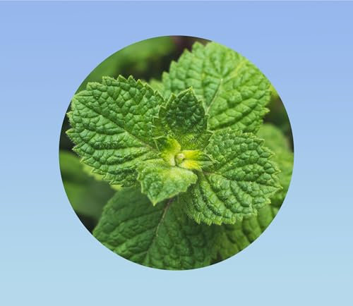 2000 graines de menthe ronde/Menthe pomme/Round Leaved Mint - herbe aromatique - mentha rotunfolia -
