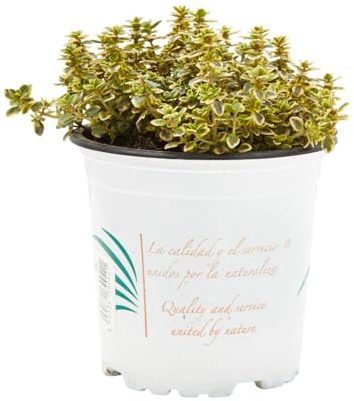 Verdecora Tomillo Limón maceta Ø11cm | Thymus citriodorus | Planta Aromática y Medicinal | Aroma Fresco a Limón | Ideal para Cocina, Jardín y Macetas