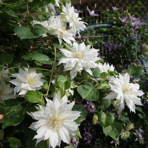 ClematisZwiebeln, blumenzwiebeln winterhart Clematis florida, Kletterpflanze, schnellwachsende blumendeko balkonblumen 1pcs