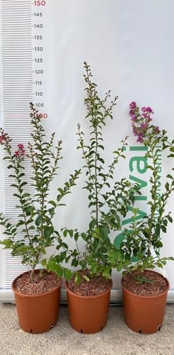 PIANTA DI LAGERSTROEMIA INDICA PREROSE FUCSIA VASO 20 CM (foto reale)