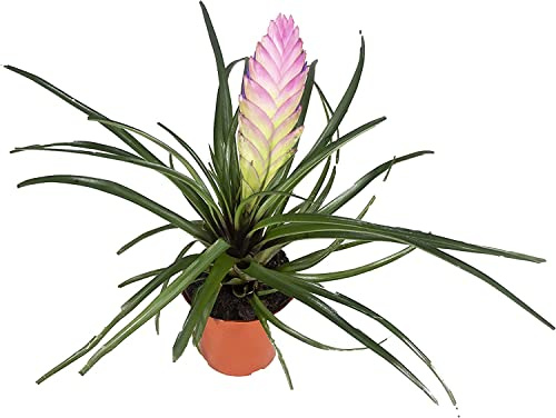 DECOALIVE Bromelia Pluma Rosa Tillandsia Cyanea Natural
