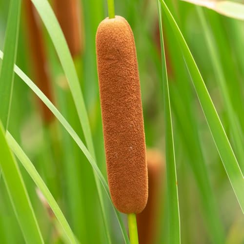 Rohrkolben - nachhaltige produkte teichpflanzen stauden winterhart mehrjährig Zwergrohrkolben alte sorten kräuterpflanzen kräutergarten balkonpflanzen grünpflanzen geschenke für 180Samen