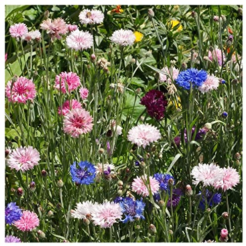 Everwilde Farms - 1/4 Lb Tall Mixed Cornflower Wildflower Seeds - Gold Vault