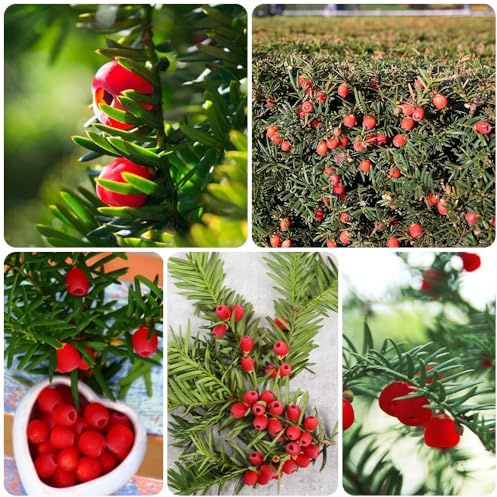 Semi di Taxus Baccata, tasso, wallichiana, perenni resistenti all'esterno vecchie 200pcs