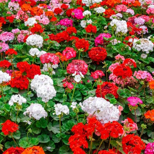 semi di geranio, semi di organico raro resistenti per giardini rocciosi arredamento del soggiorno esotico resistenti come bomboniera da balcone 500pcs