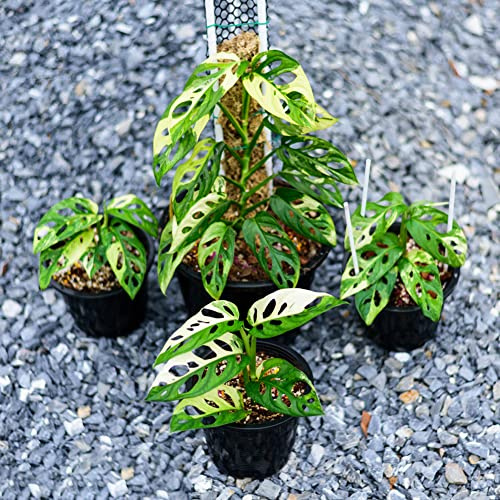 semillas de monstera Las son perennes resistentes interior para el jardín decoracion 200pcs