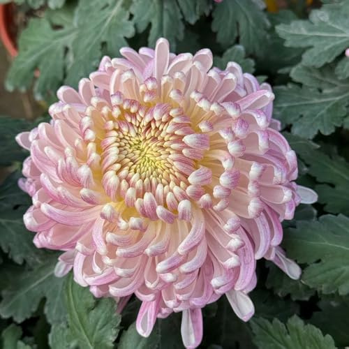 semi di crisantemo - decorazione del soggiorno resistenti in vaso tappezzanti d'appartamento esotiche giardino interno biologiche raro 550pcs