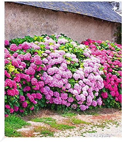 BALDUR Garten Freiland-Hortensien-Hecke 'Pink-rosé',3 Pflanzen, Rosa Bauernhortensie, Hydrangea macrophylla Gartenhortensie winterhart blühende Hecken, für Standort im Schatten geeignet, blühend