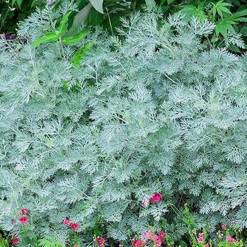 Plant Theory Powis Castle Wormwood Perennials Flowering Plants Artemisia 2L Pot