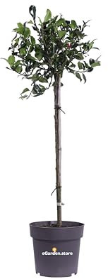 Pianta di Ilex Meserveae Blue Maid Alberello pianta di Agrifoglio Alberrello pianta da etserno pianta ornamentale bacche rosse pianta vera venduta da eGarden.store