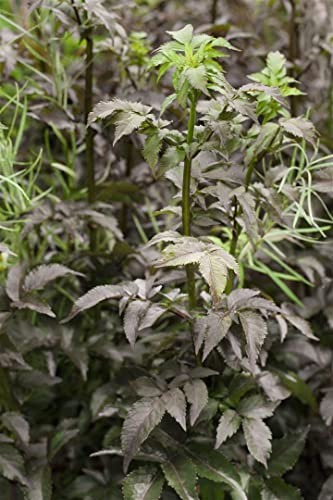 Sambucus nigra 'Black Tower' 80–100 cm – Winterhart, Mehrjährig, Pflegeleicht – Schwarzer Holunder – Heckenpflanze für Garten & Sichtschutz