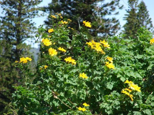 Tithonia diversifolia Girasole gigante semilla de árbol semi!