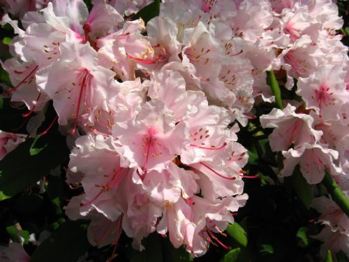 Graines de fleurs de rhododendron PINK ROYAL: PAQUET DE 100 GRAINES