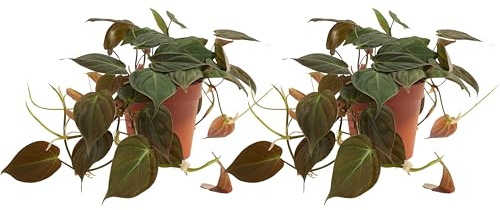 Bloomique Lot de 2 plantes suspendues Philodendron Scandens Micans - Convient également comme plante grimpante - Plantes d'intérieur - Purificateur d'air - Facile d'entretien - Hauteur : 15 à 20 cm