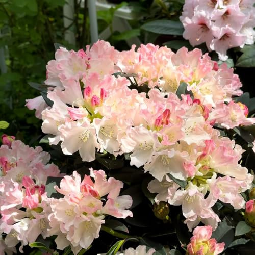 Semi di rododendro, Giardino roccioso resistenti per il pieno sole Vecchie varietà resistenti giardino balcone con interna 10pcs