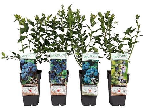 Dehner Heidelbeere, im 4er Set Blaubeer-Liebe, 1x Brigitta Blue, 1x Goldtraube, 1x Jersey, 1x Northland, je 50-60 cm, je 2l Topf, Beerenstrauch