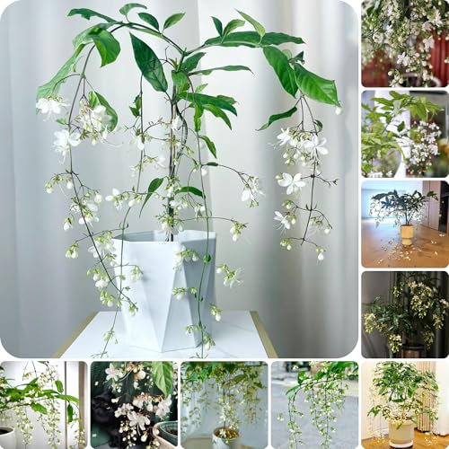 planta de jazmín - semillas planta de maceta decoración balcones semillas flores verano plantas perennes resistentes flores jazmín real camas elevadas para jardín plantas jardín bonsái 300pcs