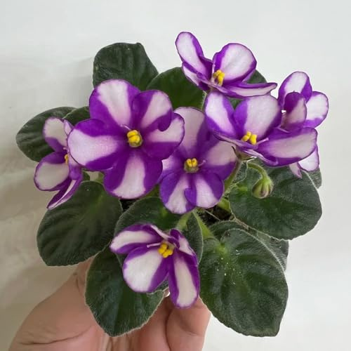 semi di violetta africana - semi di decorazione del soggiorno giardino serre da balcone esotiche autunnali resistenti rare perenni resistenti e 550pcs