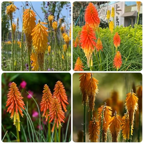 Semillas de lirio antorcha, exóticas Kniphofia uvaria, silvestres resistentes 100pcs