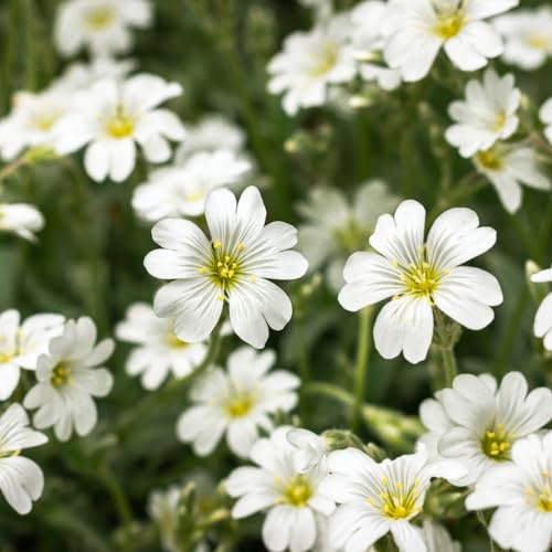 Snow in Summer - 1 Plant in 9cm Pots - Cerastium Tomentosum - Spring Summer Flowers Perennial - Ground Cover Plants