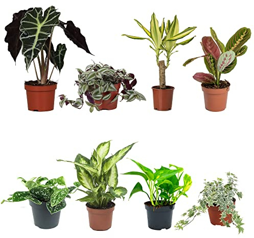 DECOALIVE Set Plantas Interior Alto Contraste IV: Alocasia Amazónica, Tradescantia, Tronco de Brasil, Maranta, Scindapsus, Dieffenbachia, Potho y Hiedra Variegata Bicolor