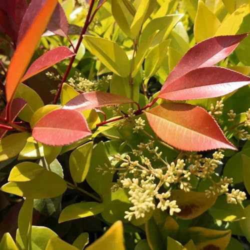 semillas de aligustre brillante rojo petirrojo - jardin exóticas resistentes al aire libre, para 80pcs