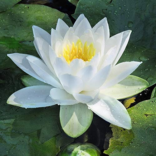 Water Lily White Nymphaea Tender Perennial Summer Autumn Flowering Garden Plants Grow Your Own Bareroots 1 Bare Roots Water Lily White by Thompson and Morgan (1)
