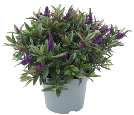 Planta Natural Hebe Arbusto Ideal para Jardines y Terrazas DECOALIVE