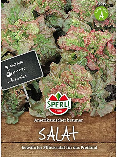 Pflücksalat Amerikanischer Brauner