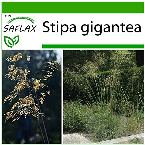 SAFLAX - Gräs-Bambu-Jätte-Fjädergräs/Pyrenéer - Fjädergräs - 10 Frön - Med pottsubstrat för bättre odling - Stipa gigantea