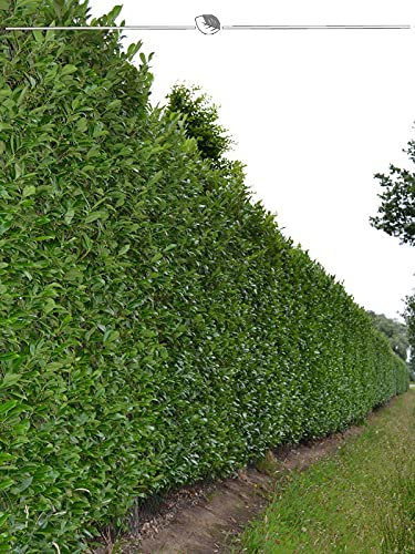 Lorbeerkirsche Caucasica 80-100 cm im Topf. 5 Heckenpflanzen kaufen Sie hier
